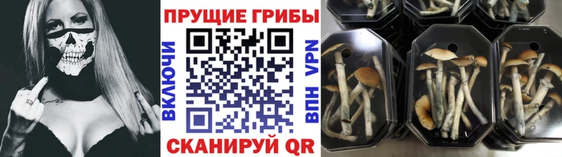 купить  сайты  Константиновск  Галлюциногенные грибы Magic Shrooms 